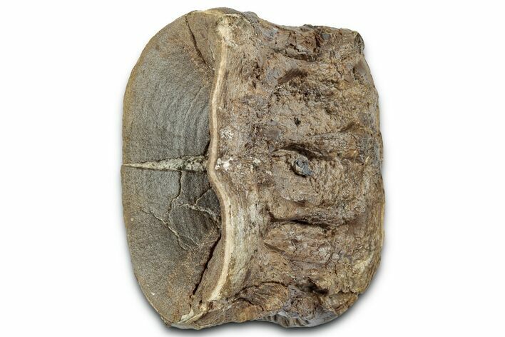 Cretaceous Fossil Ray-Finned Fish (Xiphactinus) Vertebra - Kansas #331048